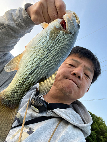 ラージマウスバスの釣果