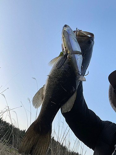 ブラックバスの釣果