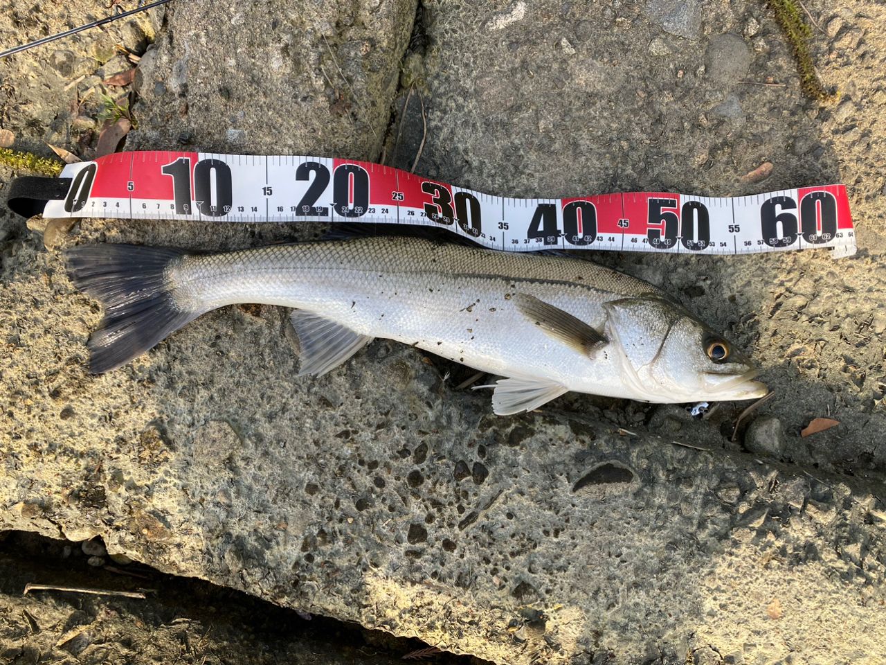 フッコ（マルスズキ）