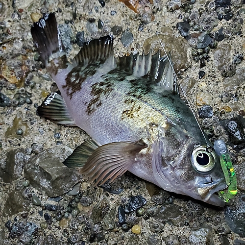 メバルの釣果