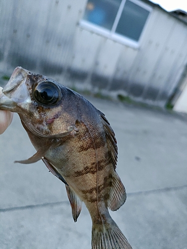 タケノコメバルの釣果