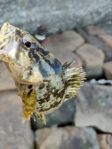 タケノコメバルの釣果