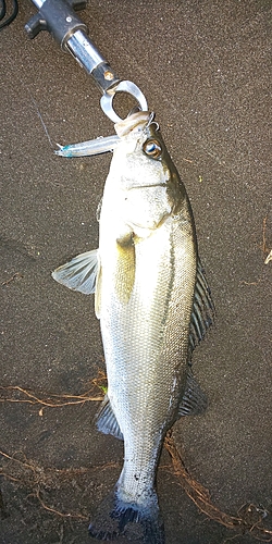 フッコ（マルスズキ）の釣果