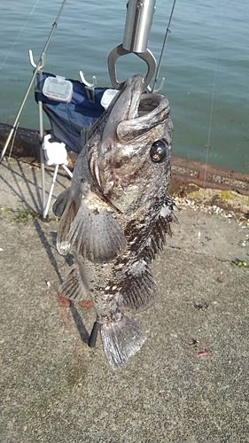 クロソイの釣果