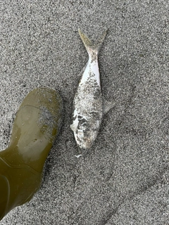 コノシロの釣果