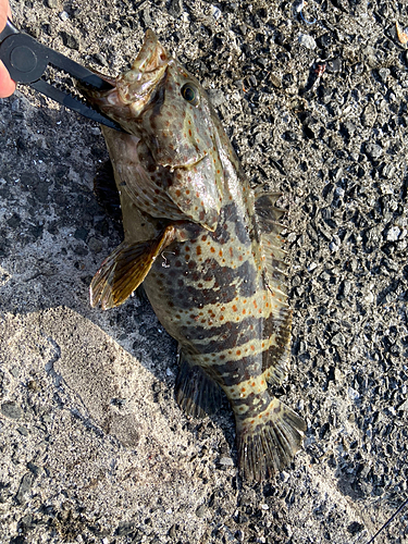 マハタの釣果