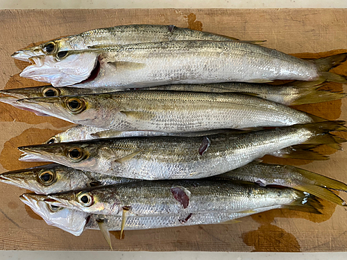 カマスの釣果