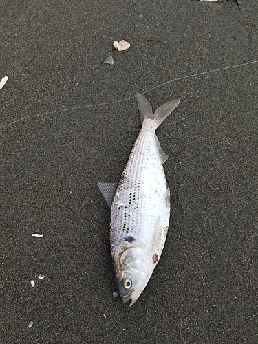 コノシロの釣果