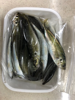 アジの釣果