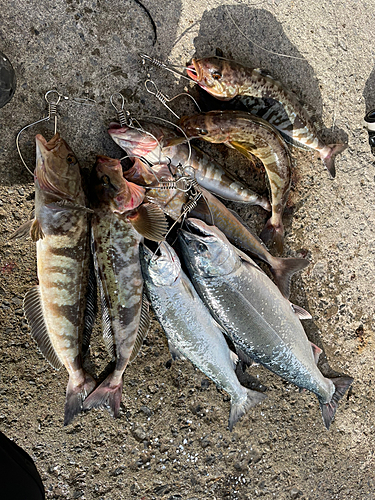 ホッケの釣果