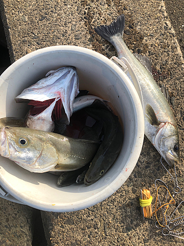 シーバスの釣果