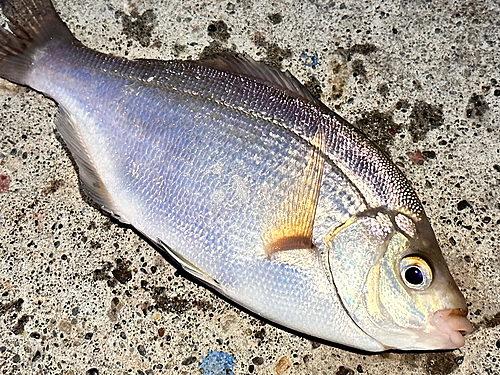 ウミタナゴの釣果