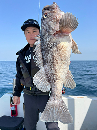 クロソイの釣果