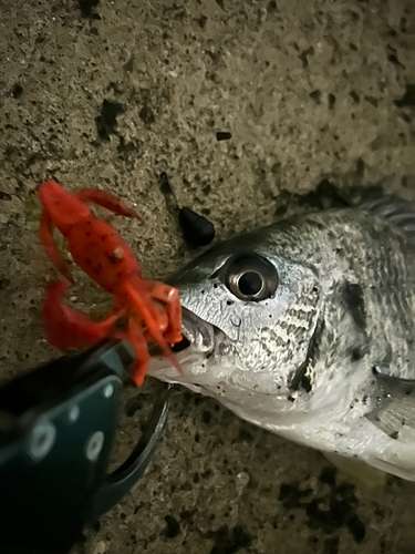 クロダイの釣果