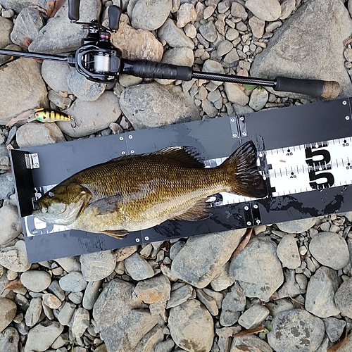 スモールマウスバスの釣果