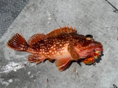 アラカブの釣果