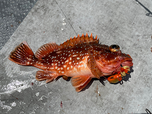 アラカブの釣果