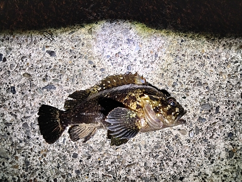 タケノコメバルの釣果