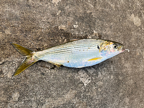 コノシロの釣果