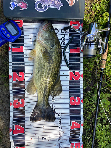 ブラックバスの釣果