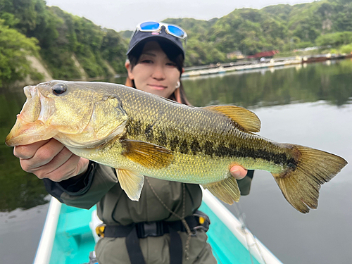 ブラックバスの釣果