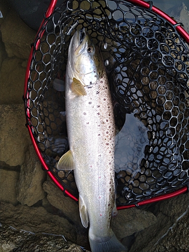 ブラウントラウトの釣果