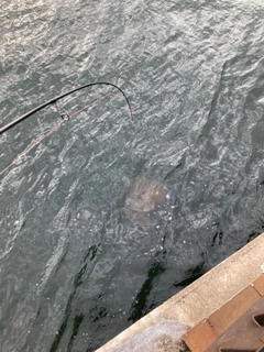 アカエイの釣果