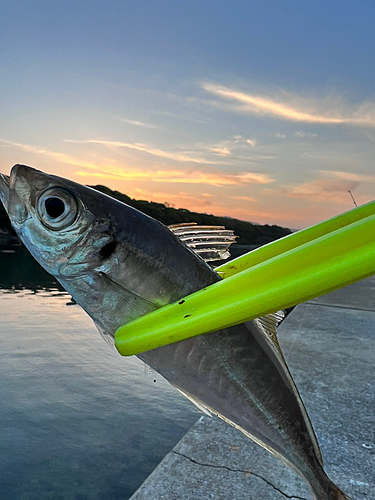 マアジの釣果