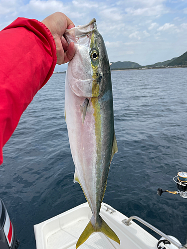 ワラサの釣果