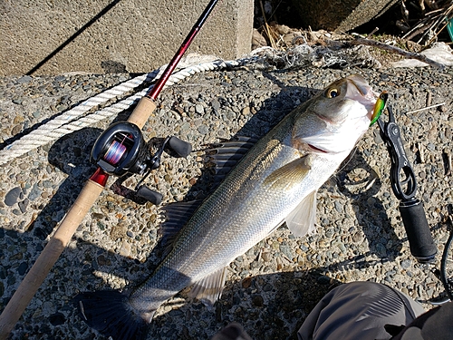 シーバスの釣果