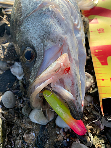 シーバスの釣果