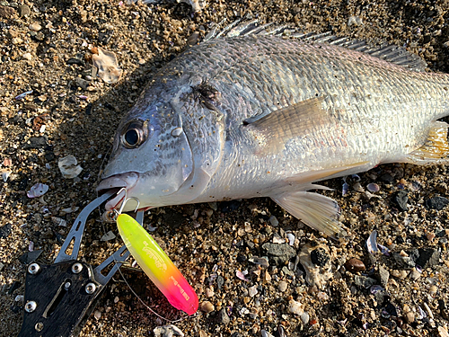 キビレの釣果