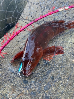 アブラコの釣果