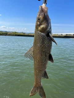 ニゴイの釣果