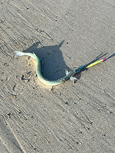 ダツの釣果