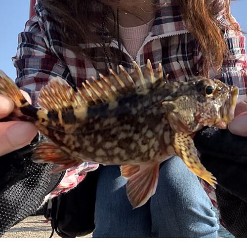 カサゴの釣果