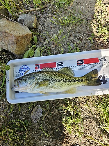 ブラックバスの釣果