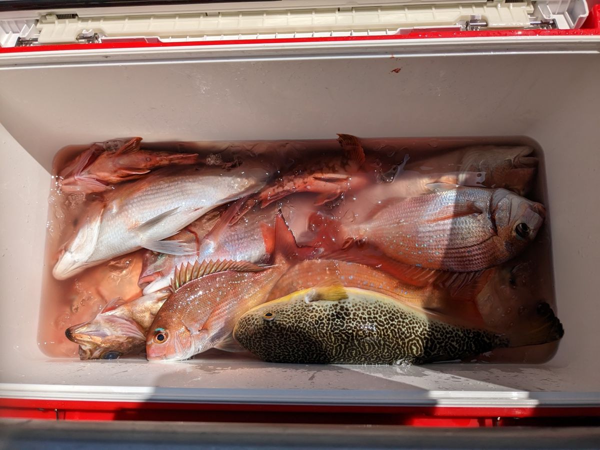 にゃぎだもさんの釣果 3枚目の画像