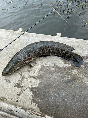 ライギョの釣果