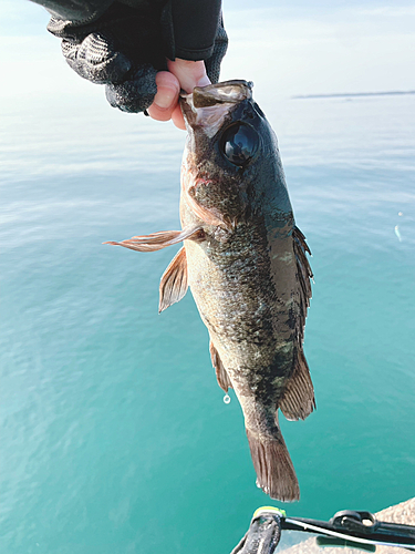 釣果