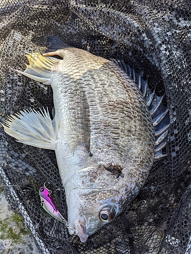 キビレの釣果