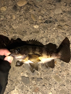 シロメバルの釣果