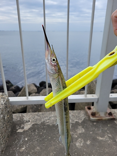 サヨリの釣果