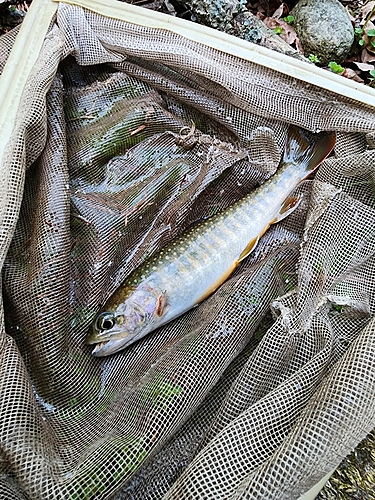 イワナの釣果