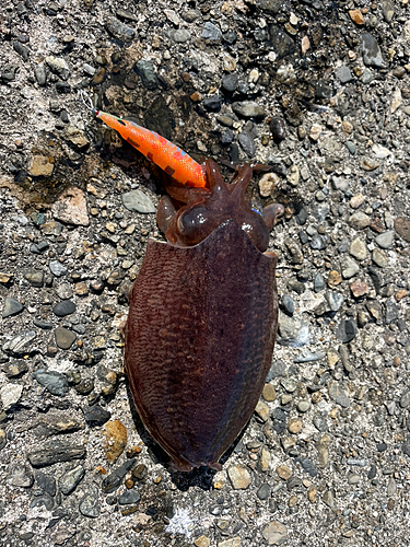 コウイカの釣果