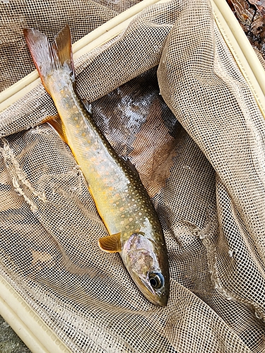 イワナの釣果