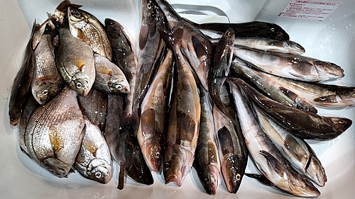 ホッケの釣果