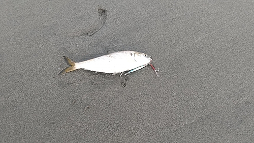 コノシロの釣果