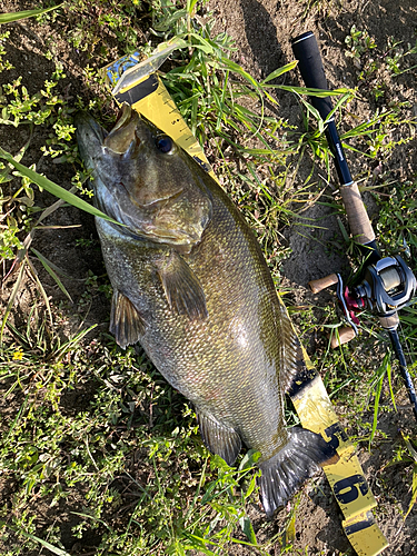 スモールマウスバスの釣果