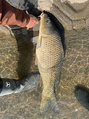 コイの釣果